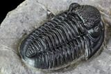 Detailed Gerastos Trilobite Fossil - Morocco #107061-5